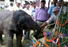 कॉर्बेट टाइगर रिजर्व प्रशासन ने  पेश की प्रेम और मानवता की मिसाल, धूमधाम से मनाया नन्हे सावक ‘सावन’ का जन्मदिन